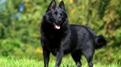 Шипперке (фото): маленький і сміливий гвардійський, веселий друг